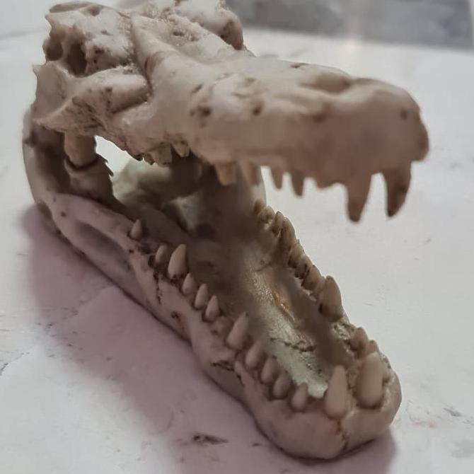 LOLY Tengkorak Buaya Fosil Hiasan Akuarium Terarium Dll
