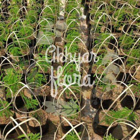 Daun Saga Bibit Saga Tanaman Saga