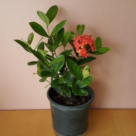 tanaman hias asoka hawai merah - soka daun besar