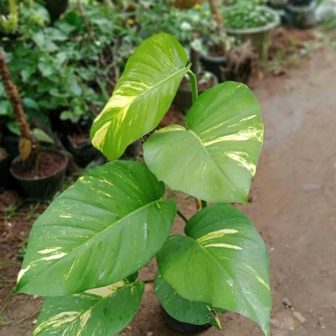 tanaman sirih gading giant/sirih gading daun besar/sirih gading jumbo