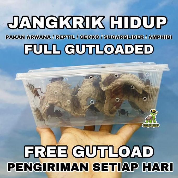 banokilo_ecer - m jangkrik hidup full gutload pakan reptil gecko arwana sugarglider kodok pacman