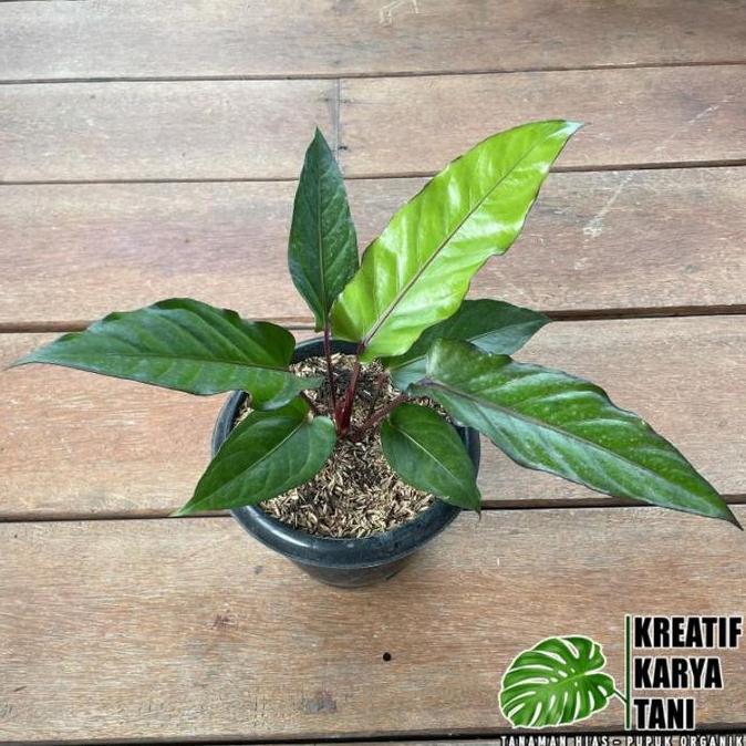 Grdx- Tanaman Hias Anthurium Black Beauty - Anturium Black Beauty