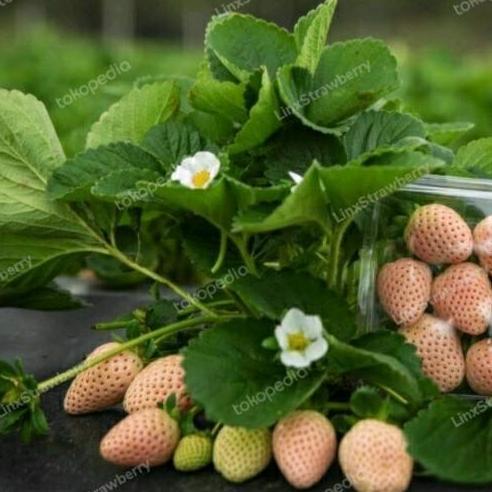 Bibit Strawberry Putih - Garansi Valid