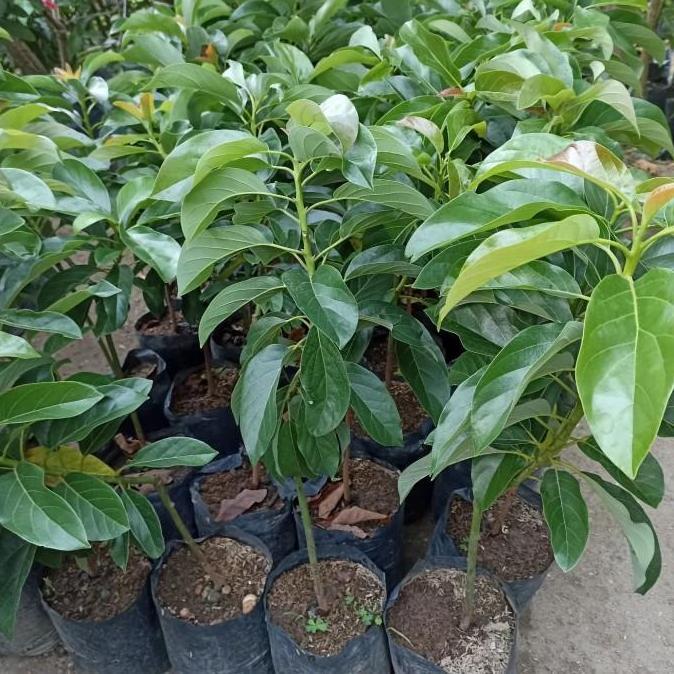 Bibit Alpukat Kelud Tinggi 1 Meter Up Batang Besar