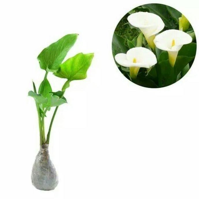 tanaman hias calla lily