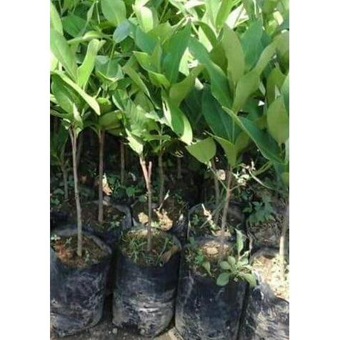 Bibit Jambu air madu susu