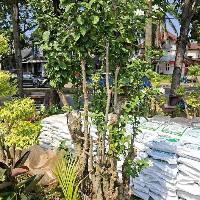 Terlaris Bonsai Jasmin Batang Fosil Bunga Besar / Tanaman Bunga Jasmin