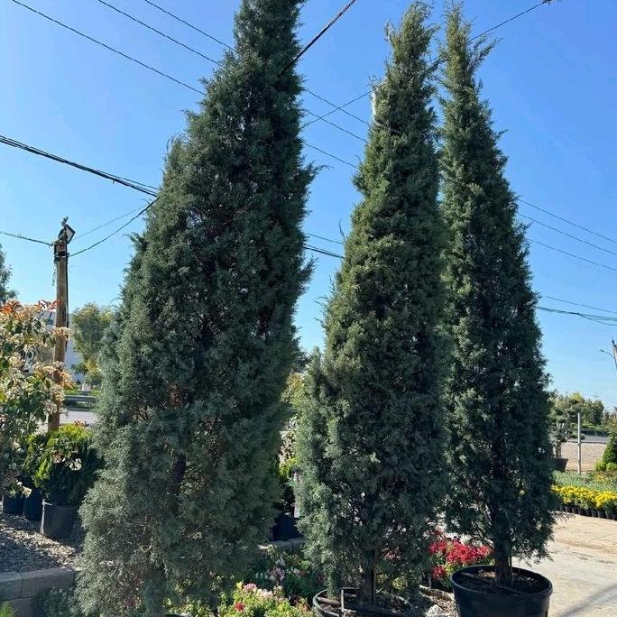 Terlaris Pohon Cemara Lilin Tinggi 3-4 Meter / Tanaman Cemara Lilin Tinggi 3-4 Meter / Tanaman Hias 