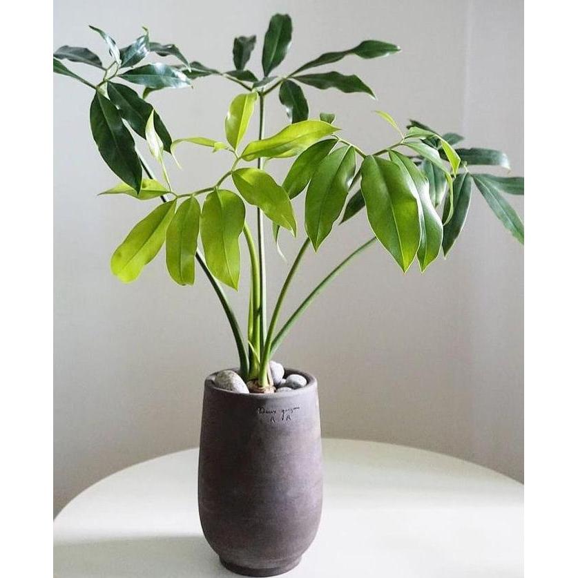 Terlaris Tanaman Hias Philodendron Goeldii Bibit