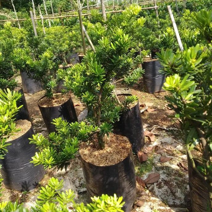 Terlaris Pohon Lohansung Cincuan Atau Lohansung Shincuan Bahan Bonsai Tinggi 1M