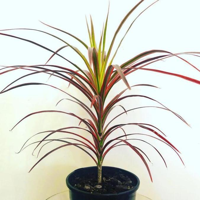 Terlaris Florist Katusba Tanaman Hias Daun Outdoor Berwarna Dracaena Threecolour Ketinggian 20-35 Cm