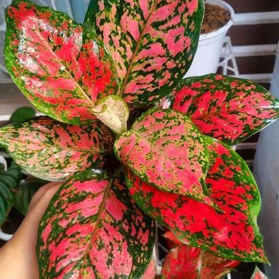 Terlaris Tanaman Hias Aglonema Dud Anja Tanaman Cantik Hidup Hijau Rak