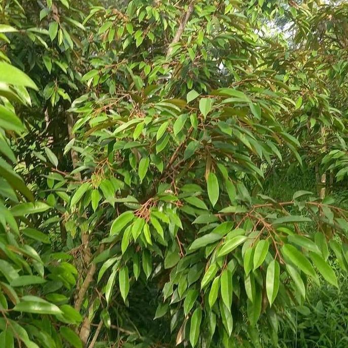 Terlaris Pohon Durian Super Tembaga / Tanaman Durian Super Tembaga