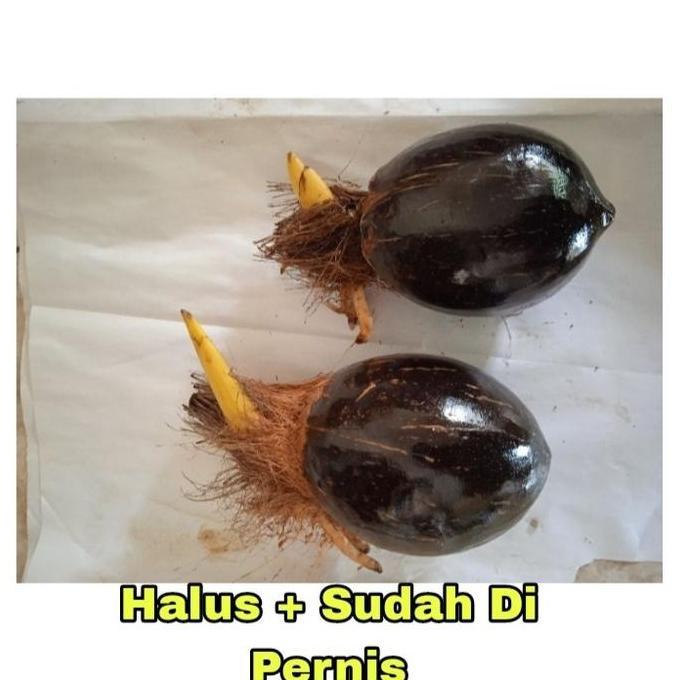 Bonsai Kelapa/Bahan Bonsai Kelapa/Bonsai Kelapa Gading/Bonsai minion
