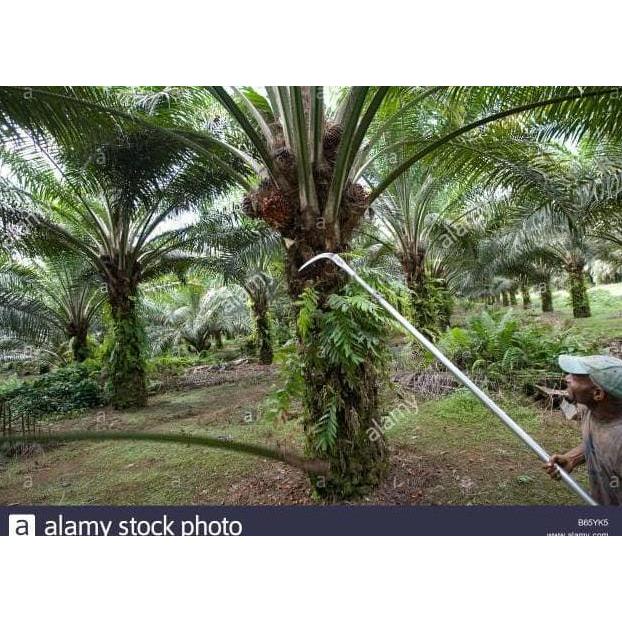 Korea Technologi Mesin Panen Dodos & Egrek Sawit Palm Harvest Top 2021 (TERBAIK) (TERBARU) (TERMURAH