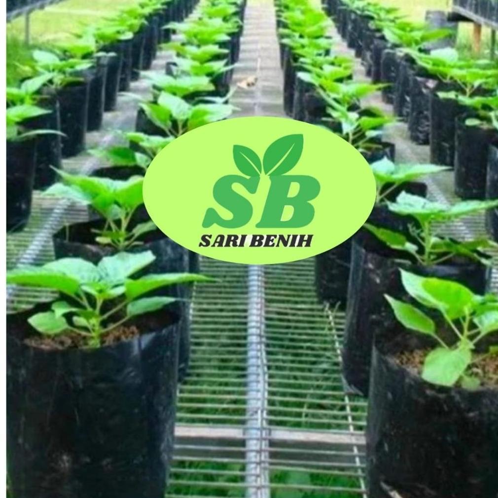 Bisa Cod Polibag Tanaman 40 X 40 Cm Isi 50 Pcs Polybag Pelastik Polibek Untuk Media Tanam ><