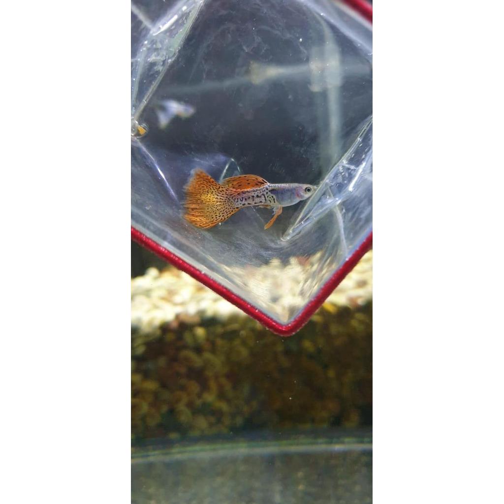 Guppy Metal Snake Skin Red Lace / Guppy mssrl