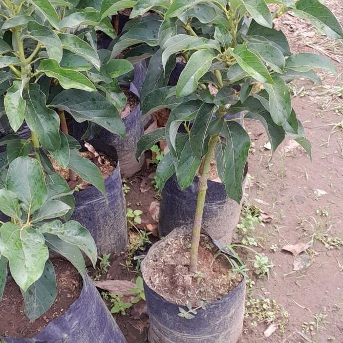 bibit alpukat miki 60cm batang besar