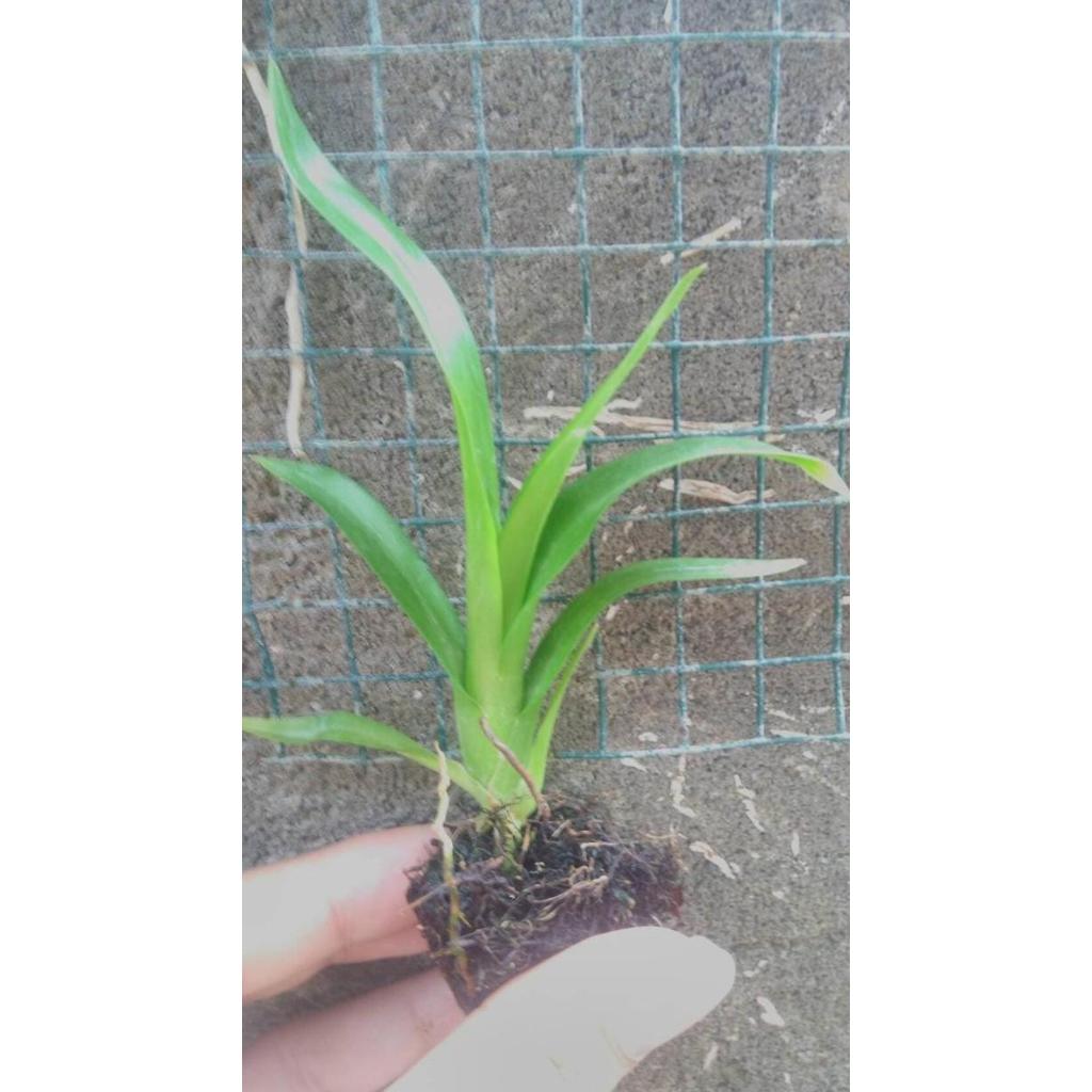 Seedling Anggrek Grammatophyllum Scriptum