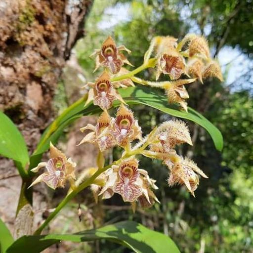 Dendrobium macrophyllum varian Sulawesi