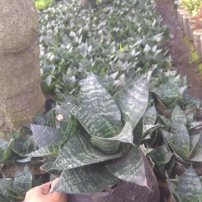 tanaman lidah mertua mini/tanaman lidah mertua kodok