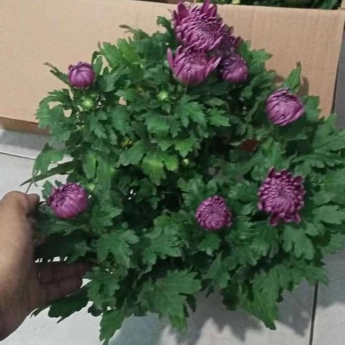 bunga aster kerisan ungu