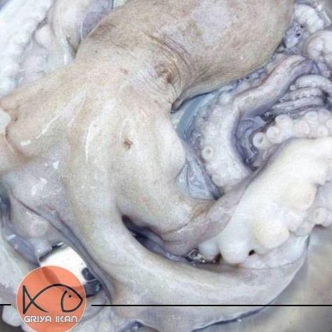 Hijaudaun- Gurita Segar Ukuran Besar Octopus 500Gram