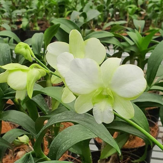 [ DEWASA ] Dendrobium Erawan Green Anggrek Premium Warna Putih Hijau yang Menenangkan Mata
