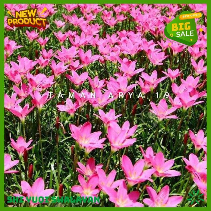 TANAMAN HIAS KUCAI BUNGA PINK BIJI BENIH TANAMAN KUCAI HIGHT QUALITY 
