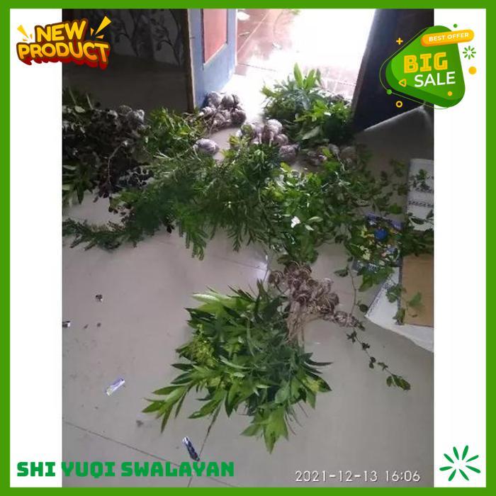 TANAMAN HIAS WARU WAYANG BAHAN BIJI BENIH TANAMAN WARU BEST PRODUK 