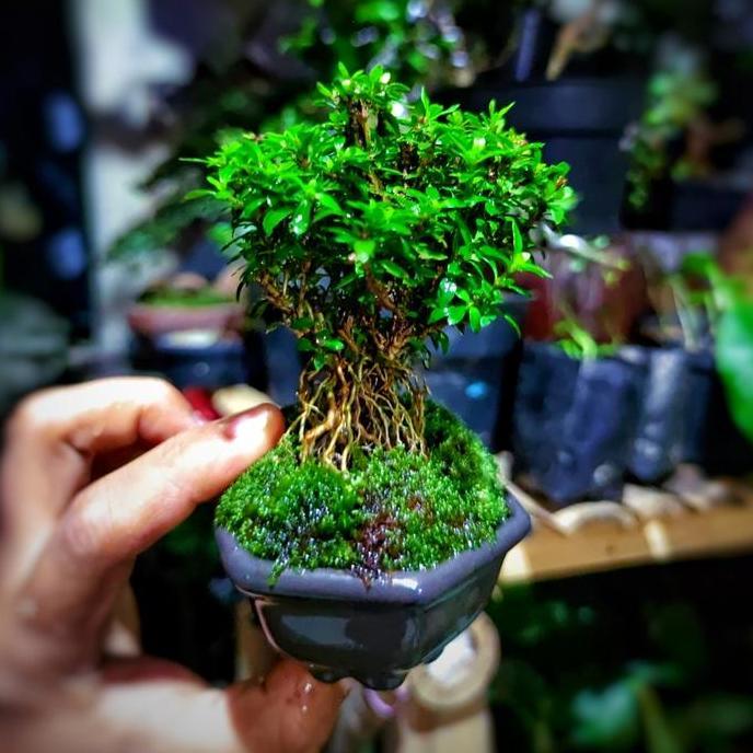 Bonsai Mini Shito Seribu Bintang Super Micro Japan Plus Pot Bonsai Batu Tanaman murah