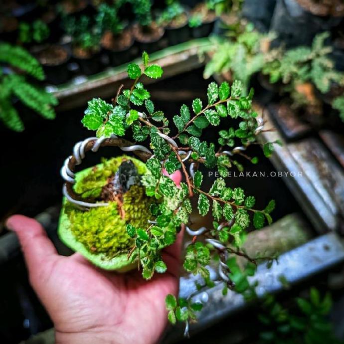 Bonsai Shito Ulmus Variegata Micro || PICT KARAKTER 001 murah