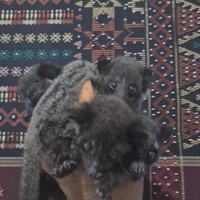 Musang Akar Borneo Hasil Breed