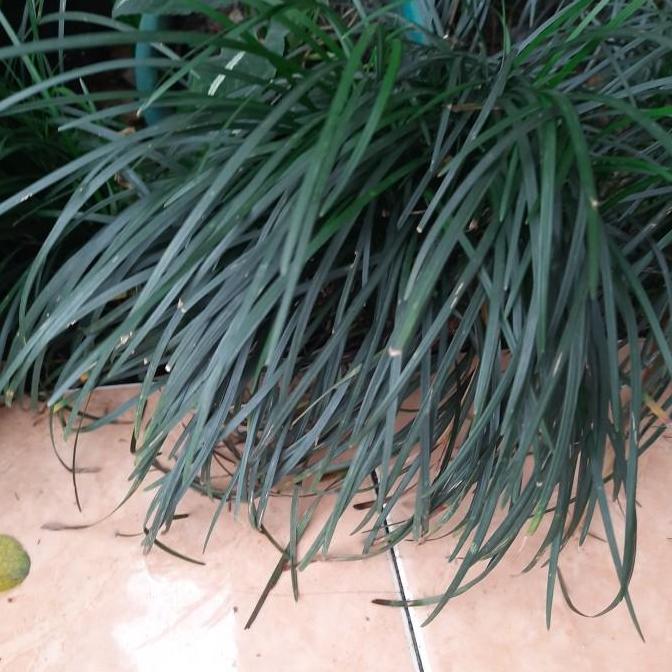 kucai gondrong/kucai tinggi