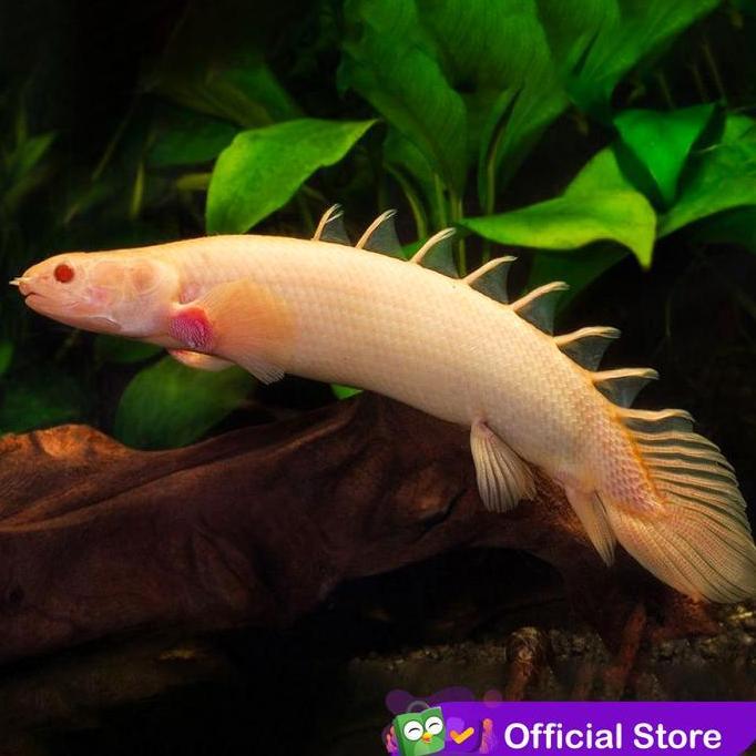 Sakan- Albino Palmas - Naga Air Tawar / Ikan Predator / Ikan Hias Aquascape