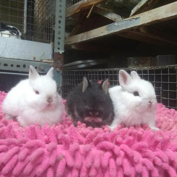 Ready kelinci mini ND multiwarna