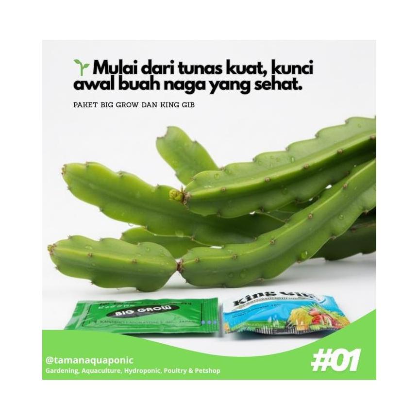 (PE) Paket GA3 Pembesar Buah King Gib dan BigGrow Forte