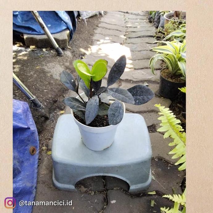 NEW tanaman Zamia black raven zz hitam real pict