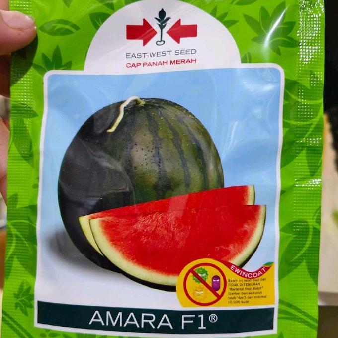 Benih semangka AMARA F1 360 butir benih semangka bulat non biji hibrida dari panah merah semangka no