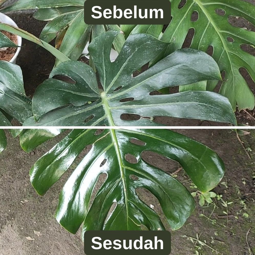 Promo Cod Workplant - Magic Leaf Pengkilap Dan Pelindung Daun Tanaman Hias 250Ml ...