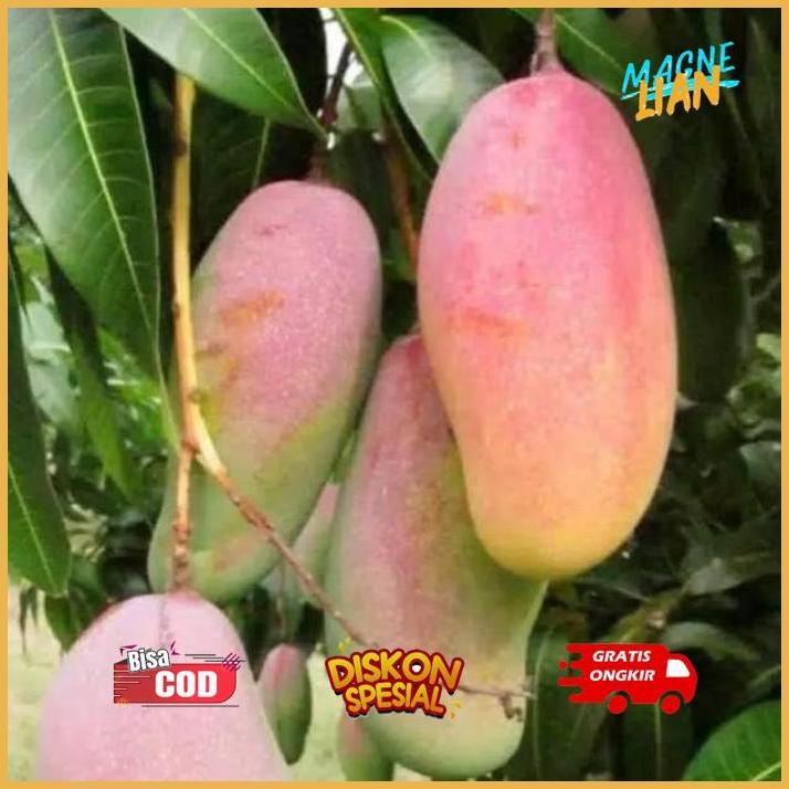 dgh-43 Murah Meriah Am67 Bibit Mangga Pelangi Unggul Premium Hemat Hemat