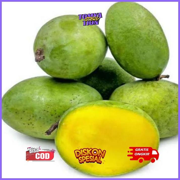 qw-7 KT78 fx-76 Bibit Mangga kweni unggul Terlaris Termurah Murah