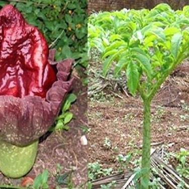 Tanaman Suweg. Pohon Suweg