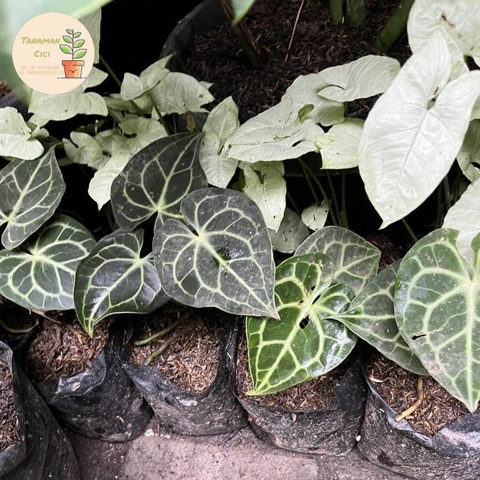 anthurium clarinervium baby tarantula ready banyak