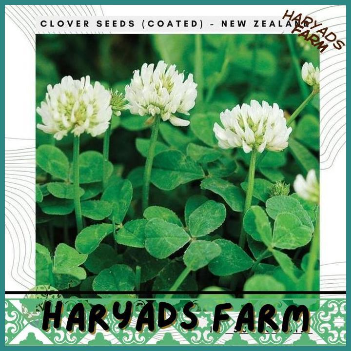 HF BENIH BIBIT BIJI - CLOVER NEW ZEALAND (COATED) DUTCH CLOVER TRUE IRISH SHAMROCK WHITE CLOVER COVE