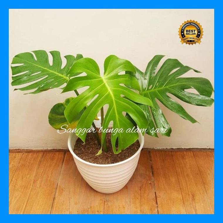 (Promo) Tanaman Hias Monstera Delicosa / Brazil + Pot Puti Bestseller