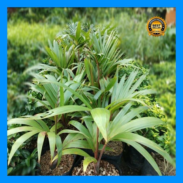 (Terbaru) Bibit Palem Botol Kecil/Tanaman Hias/Pohon Palem Botol/Palem Merah+Pot Bestseller