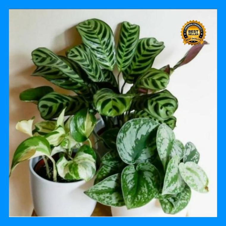 (Termurah) Paket 3 Tanaman Manjula, Chalatea,Skindapsus Rimbun Inc Pot Putih Bestseller