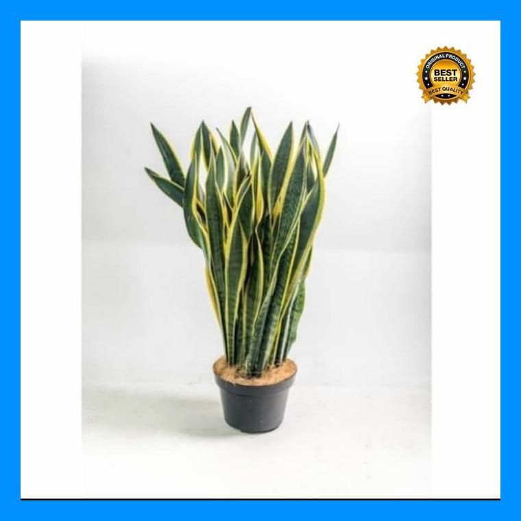(Termurah) Tanaman Hias Lidah Mertua Bangkok / Sansiviera Rimbun + Pot Hitam 30Cm Bestseller