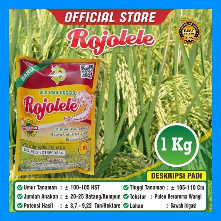 (Ready) Biji Padi Unggul Rojolele / Padi Rojolele /Rojolele / Bibit Padi Bestseller